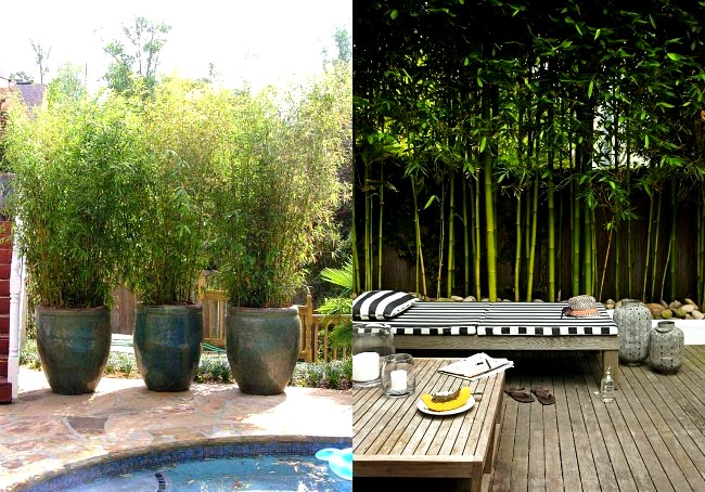 bambus-na-zahrade